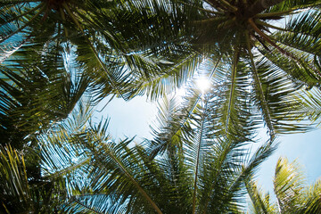 Fototapeta premium coconut trees