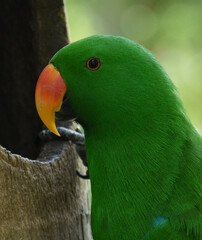 The eclectus parrot, Eclectus roratus is a parrot native to the Solomon Islands, Sumba, New Guinea and nearby islands, and moluccas.