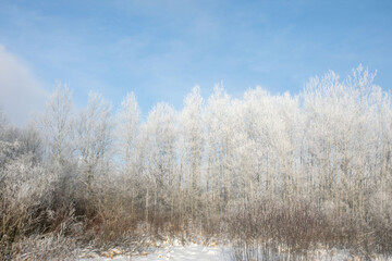 Obraz na płótnie Canvas Snowy Trees