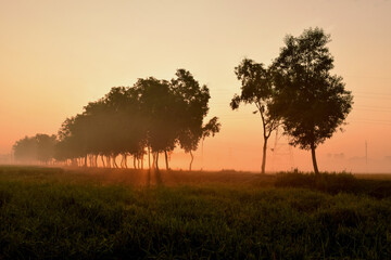 Fototapeta na wymiar Tree silhouette and Sun ray in the morning