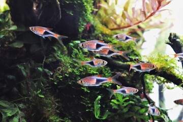 The beautiful Harlequin rasbora fishes are swimming in freshwater aquarium. Trigonostigma heteromorpha is a small  freshwater fish found in small forested streams in south of Thailand. © Arunee Rodloy