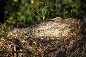 The Nile crocodile (Crocodylus niloticus) hidden in dense undergrowth on the banks of the river. The head of a crocodile resting on the shore.