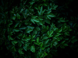 green leaves background with dark nature concept