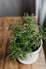 Rosemary in a white pot