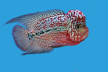 A Colorful of Crossbreed cichlid on isolated blue background. it is a man-made hybrid result of...