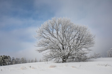 Fototapeta na wymiar Snowy Trees