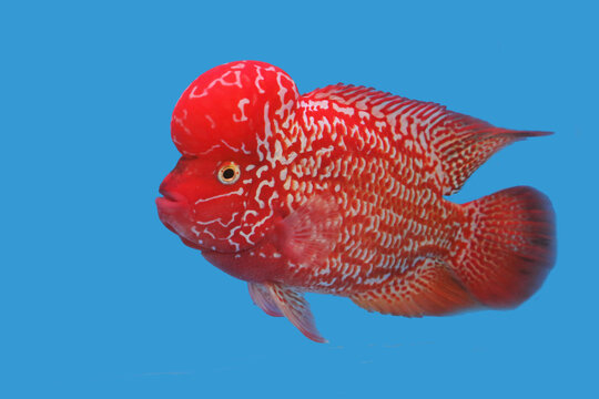 A Colorful of Crossbreed cichlid on isolated blue background. it is a man-made hybrid result of various cross-breeding of South America cichlids. it is so cute and funny fish.