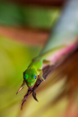 Lizard 1