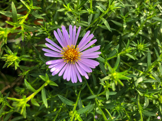  beautiful spring flowers bloom violently, dissolving beautiful buds with delicate carved petals and green leaves.
