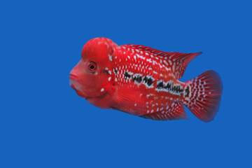 A Colorful of Crossbreed cichlid on isolated blue background. it is a man-made hybrid result of various cross-breeding of South America cichlids. it is so cute and funny fish.