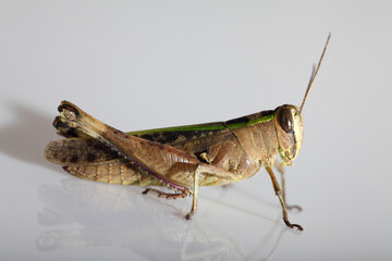 Grasshopper on white background.