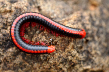 Tropical Millipede on rock background.
