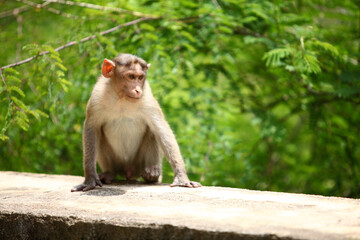 Monkey in Indian Forrest.