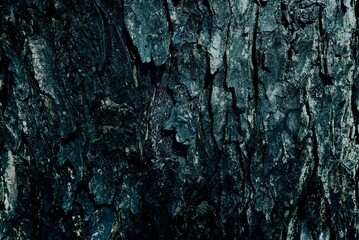 Tree Bark Texture for Background in Tidewater Green Tone.