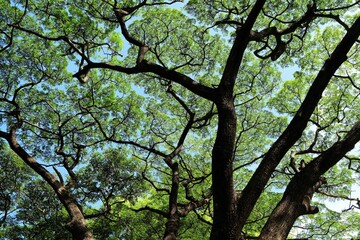 Bottom View of Trees in the Park Background.