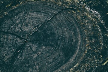 Cutting Trunk Texture for Background in Tidewater Green Tone.