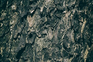 Fototapeta premium Tree Bark Texture for Background in Tidewater Green Tone.