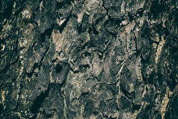 Tree Bark Texture for Background in Tidewater Green Tone.