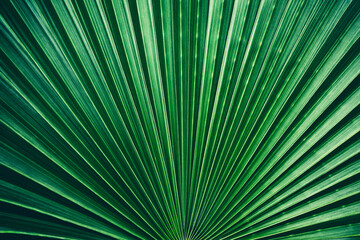 Dark Green Palm Leaf Texture Background.