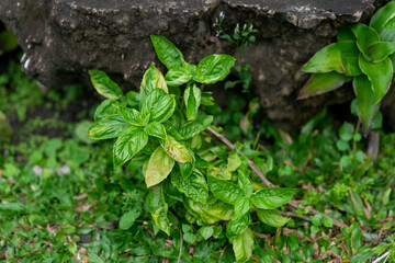 Sweet Basil Ocimum basilicum
