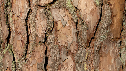 Tree bark texture of Pinus silvestris or Scots pine with beautiful rough cracked pattern
