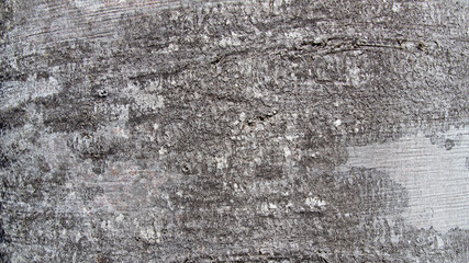 Tree bark texture of Fagus sylvatica or European beech