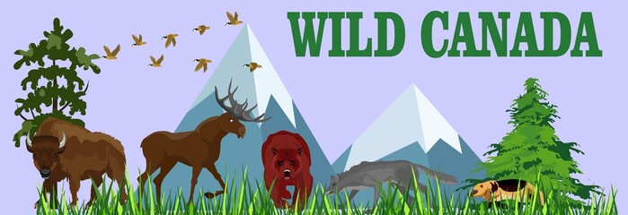 Wild Canada with wild animals,Vector Finland winter forest  with wolf, bear, bizon deer and capercaillie © Massaget