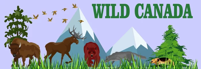 Foto op Plexiglas Wild Canada with wild animals,Vector Finland winter forest  with wolf, bear, bizon deer and capercaillie © Massaget