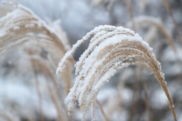 雪に覆われたススキ