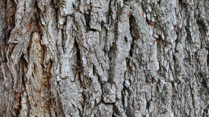 Tree texture of Juglans nigra or black walnut