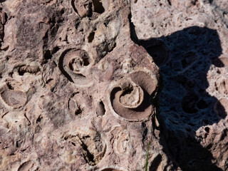 The Saulkalne shelly dolomite rocks with clearly visible fossils (Platyschisma kircholmiensis) © KristineRada