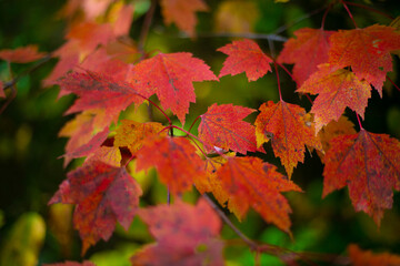 Naklejka na ściany i meble Autumn colors