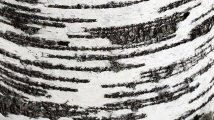 Tree bark texture of birch, Betula pendula
