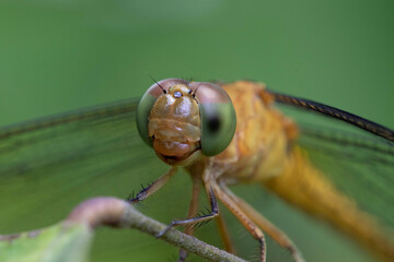 dragonfly on a leaf