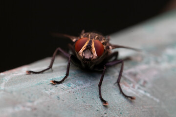 fly on a leaf
