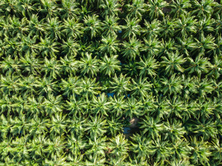 Aerial view nature of coconut palm trees. Palm oil industrial tree plantation pattern.