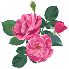 Pink roses in blossom, flourishing flower vector