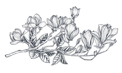 Hand drawn vector magnolia branch. Beautiful romantic elegant floral element. © natality