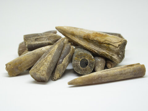 Belimnites. Ancient fossils. Paleontology.