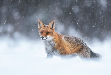 Fox (Vulpes vulpes) in winter scenery