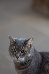 Close up portrait of cat with green eyes