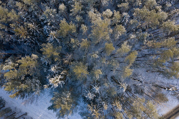 Snowy forest top view, sunny frosty day. Spruce and pine trees from above.