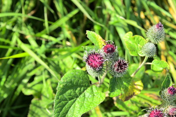 thistle flower in a web close-up