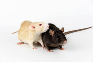 Two rats of white and dark color on a white background.