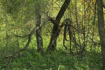 a tree with unusual branches