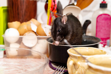 Rat crawls in the kitchen on dishes and looking for food. The concept of rodents in the house.