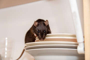 Rat crawls in the kitchen on dishes and looking for food. The concept of rodents in the house.