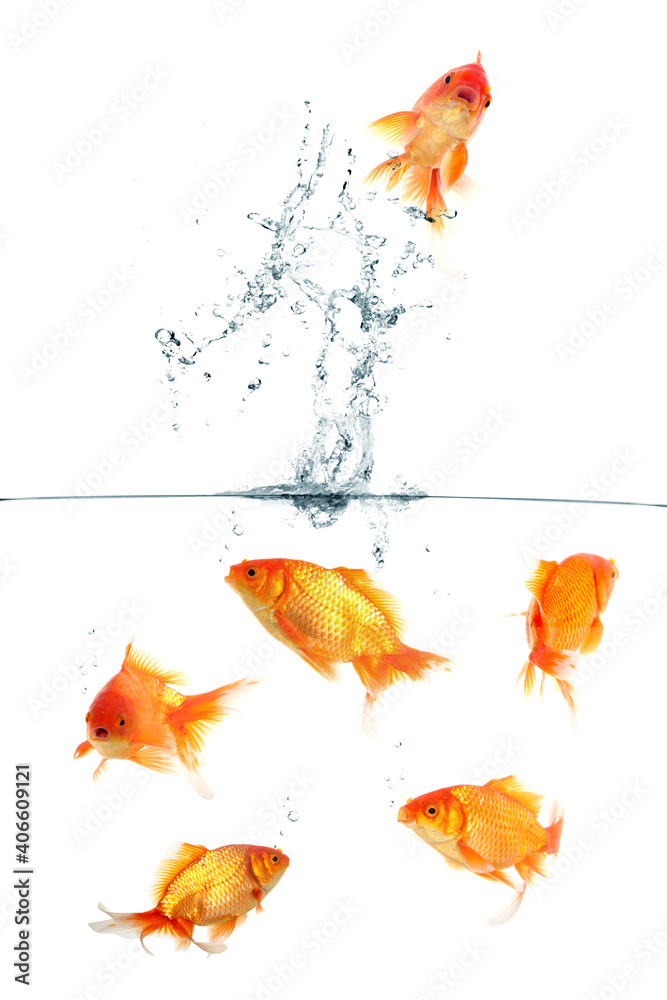 Wall mural Golden Fish jumping out of the water on white