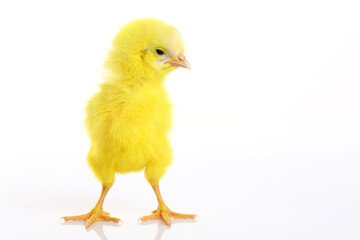 colorful cute baby chicken on white background.