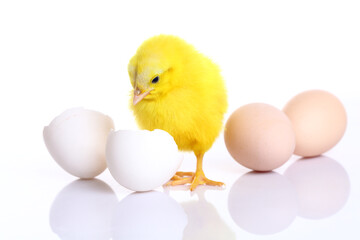 Fototapeta premium Cute yellow little chickens coming out of a white egg on white background.